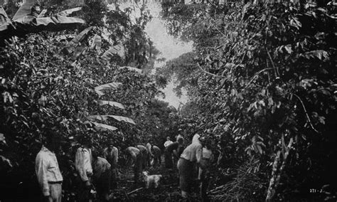 Costa rica · 5 years ago. File:Coffee plantation in Costa Rica.jpg - Wikimedia Commons