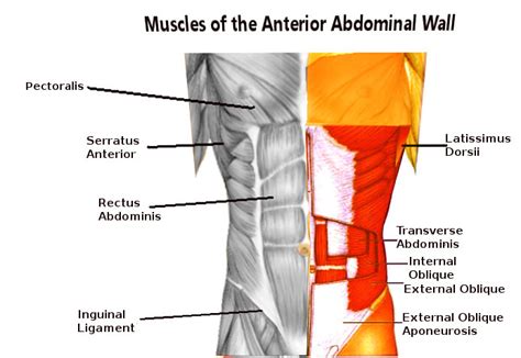 Figure Abdominal Wall Muscles Contributed By Scott Dulebohn Md