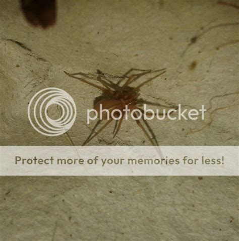 Loxosceles Brown Recluse Spiders Arachnoboards