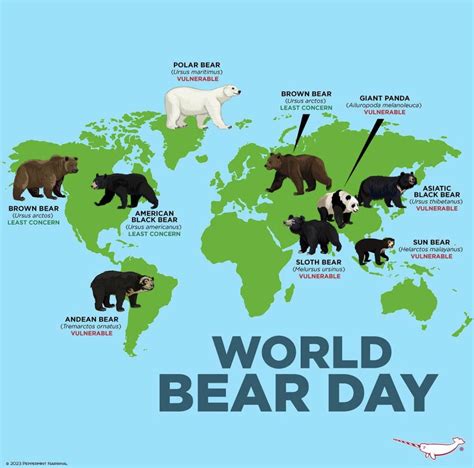 Bears A Playful Look At Different Bears Across The World Daily