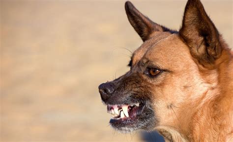 17 Aggressive Dog Training Tips And Hacks
