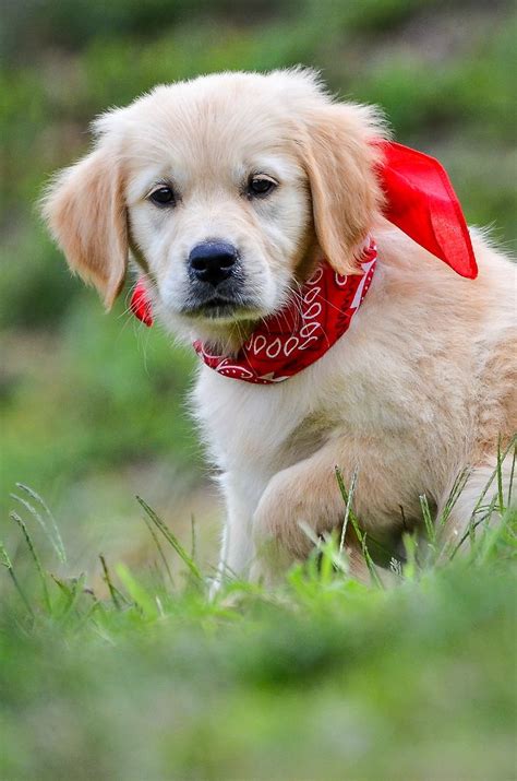 Happy Golden Retriever Puppy ⊱╮ Retriever Puppy Golden Retriever