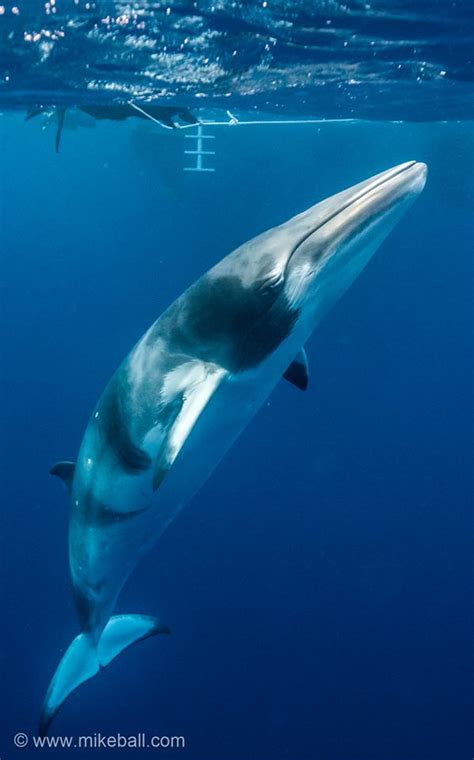Antarctic minke whale or southern minke whale (balaenoptera bonaerensis).6. Swim with Dwarf Minke Whales on the Great Barrier Reef