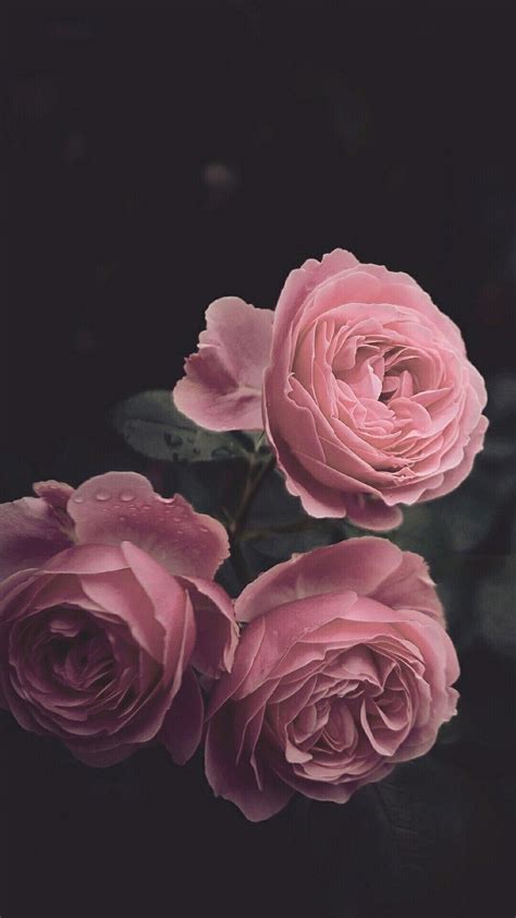 Aesthetic Pictures Of Pink Roses What Could Be More Romantic