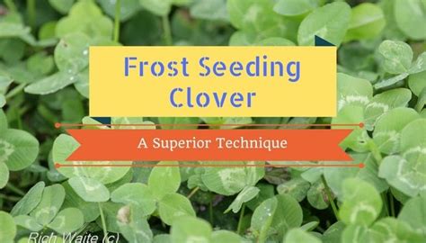 Learn How Easy It Is To Frost Seed Clover And Why It Works So Well Create Your Own Lush