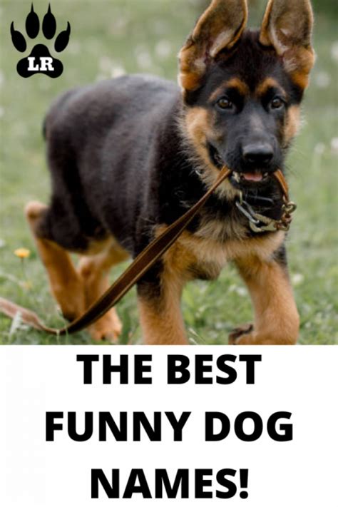 100 Funny Dog Names