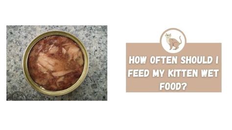 How often should i feed my cat? How Often Should I Feed My Kitten Wet Food? - The Kitty Expert