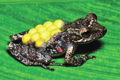 Fritziana Tonimi An Egg Brooding Frog A Female Has Eggs In An Open