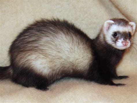 Have you started asking yourself, are ferrets good pets? maybe you're ready to commit to some small pets and have considered ferrets. Owners Say Ferrets Are Pets, Officials Say Pest - Business ...