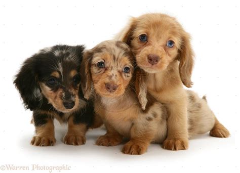 Dogs: Dachshund pups photo | Dachshund puppy miniature, Dapple dachshund puppy, Dapple dachshund