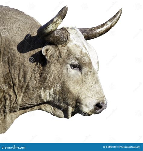 Wild Texas Longhorn Bull Royalty Free Stock Photo