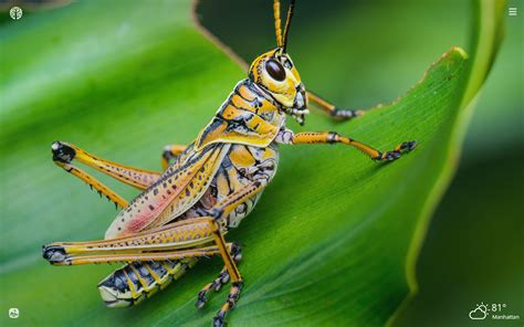 For designers who are exploring new shapes using generative algorithms, grasshopper® is a graphical. Grasshopper HD Wallpapers New Tab - Impressive Nature