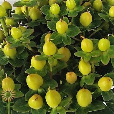 More colors felt hypericum berries that look real, hypericum berry stems, flower decor, valentine gift, mother's day, wedding flowers, bouquet filler littledogcreative. Buy fresh,versatile yellow hypericum berries online today!