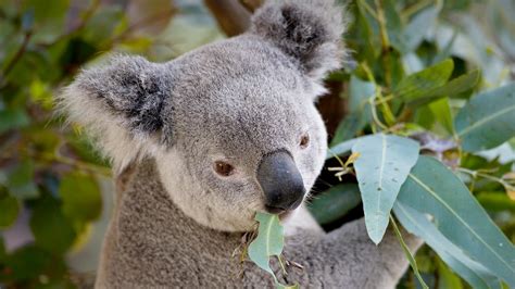 Species of flowering plants, western indonesia, tigers prey, javan tiger, siamangs. Eucalypt | San Diego Zoo Animals & Plants
