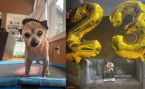 Chihuahua Cumple 23 Años Y Le Festejan Con Galleta