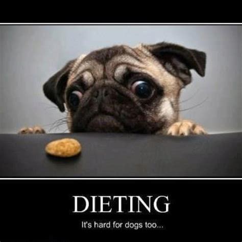 Dieting Is Hard For Dogs Too Funny Dog Pictures Funny Diet Quotes
