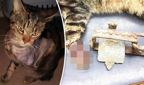 Illegal Animal Trap Cat Loses Paw After Getting Caught In Device