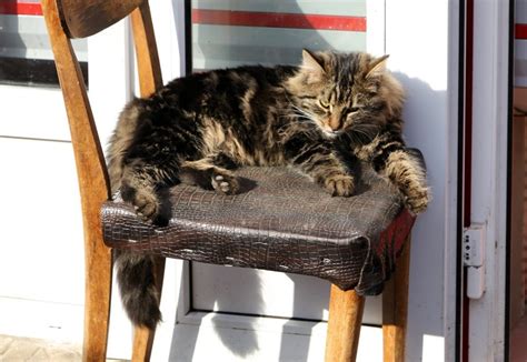 Removing his testes will lower his cats are territorial critters and tend to claim just about anything they can see or touch as theirs. What is a Tomcat? And 9 other Tomcat questions answered ...