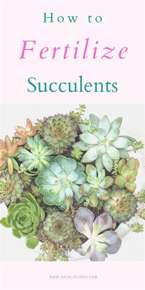 How To Fertilize Succulents Natalie Linda Succulents Succulents