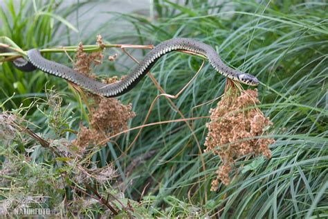 Grass Snake Photos Grass Snake Images Nature Wildlife Pictures