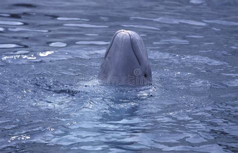 Beluga Whale Or White Whale Delphinapterus Leucas Female With Calf