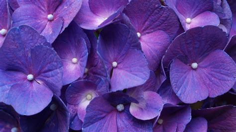 Maybe you would like to learn more about one of these? Purple Flower Backgrounds | Full HD Pictures