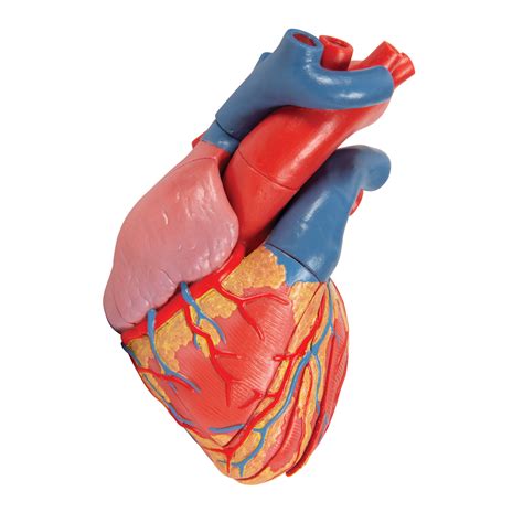 Life Size Human Heart Model 5 Parts With Representation Of Systole