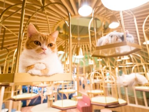 The All Too Stylish Cat Café Mocha Becomes An Anime Paradise ー New