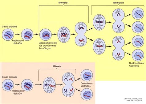 Construyendo Biogensoc Comparación Gráfica Final Mitosis Y Meiosis