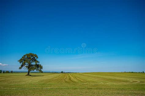 Lone Tree In A Field With Bright Blue Sky Stock Image Image Of Green