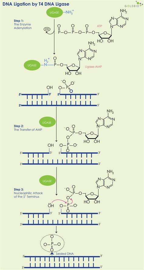 Overview Of T4 Dna Ligase What It Is How It Works Reactions And