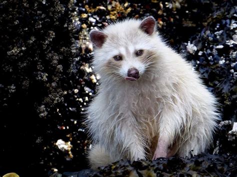 Blonde Racoon Animals And Pets Funny Animals Cute Animals Pet 5 Pet
