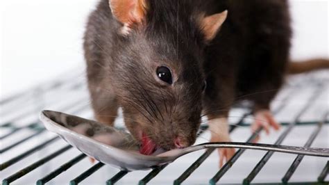 Neither the kids, parents or grandparents were eating rats then. Rat meat and Chinese food safety - BBC News