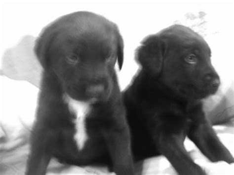 Did you know that we have homed a huge variety of breeds. Chocolate Lab/German Shorthair Mix for Sale in Bucks Bar ...