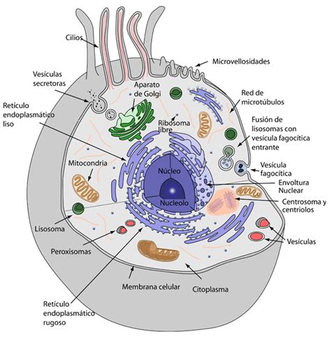 The Cell