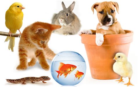 Assorted Pets - Domestic Animals Photo (4741648) - Fanpop