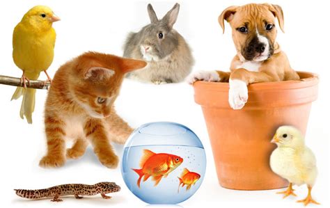 Assorted Pets Domestic Animals Photo 4741648 Fanpop