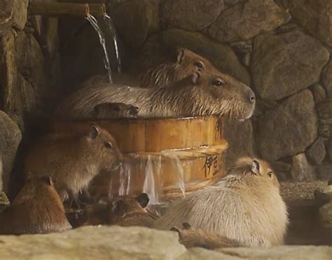 Here Are Some Capybaras Hanging Out In A Hot Tub Grist