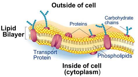 Integral proteins are embedded in the plasma membrane and. Structure of the cell membrane. | Download Scientific Diagram