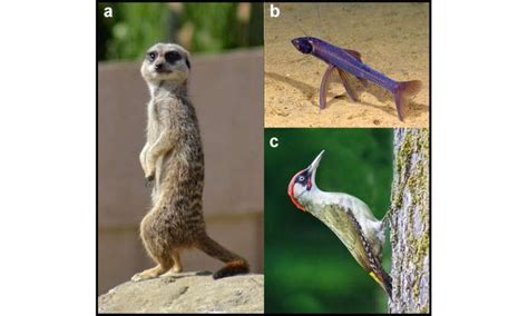 Why are there no animals with three legs?