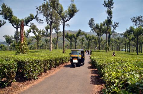 Splendid Munnar Tea Plantation