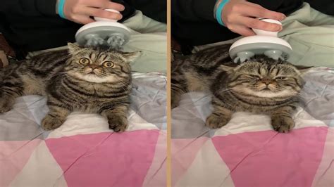 Cute Cat Really Enjoy Head Massage Youtube