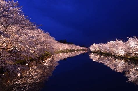 Top 5 Spots In Japan For Cherry Blossom Night Viewing Cherry Blossom Japan Blossom