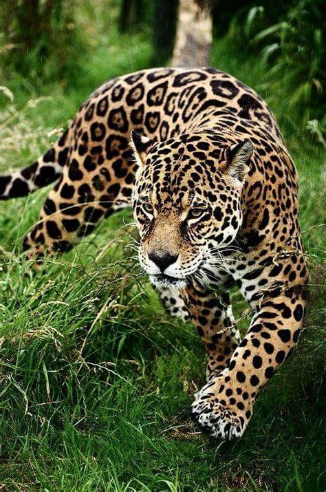 Jaguar Animal Information In Hindi