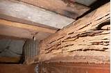 Roof Termites