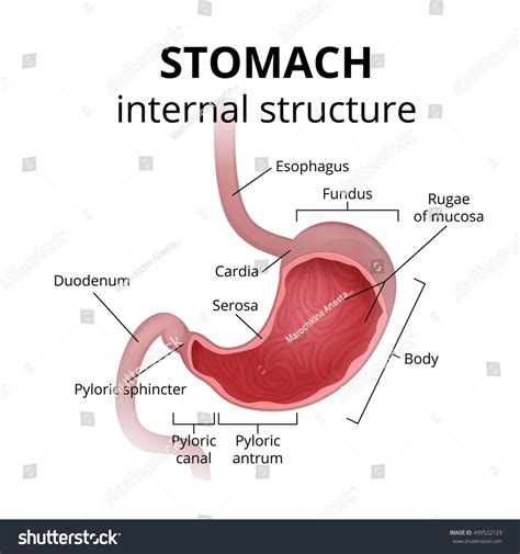 Stomach Illustration