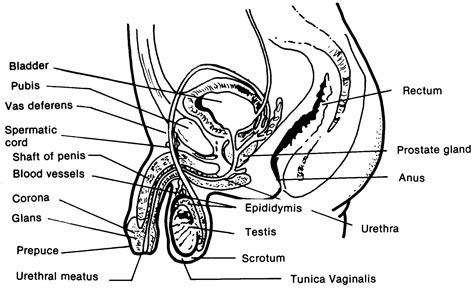 Anatomy Of Internal Organs Female Male Anatomy Diagram Reproductive