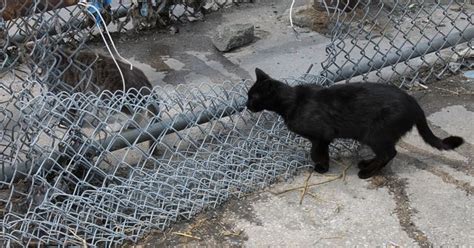 Because feral cats are considered impossible to adopt, o'malley said her organization encourages property owners and caretakers to neuter them and manage their food. Colony of Homeless Feral Cats in Greenpoint in Danger of ...