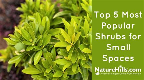 Top 5 Most Popular Shrubs For Small Spaces Youtube