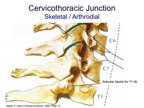 Cervicothoracic Junction Upper Thoracic Flashcards Quizlet